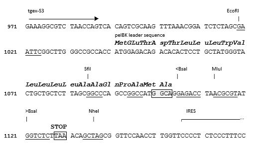 TGEX-AC-Zeo cloning site